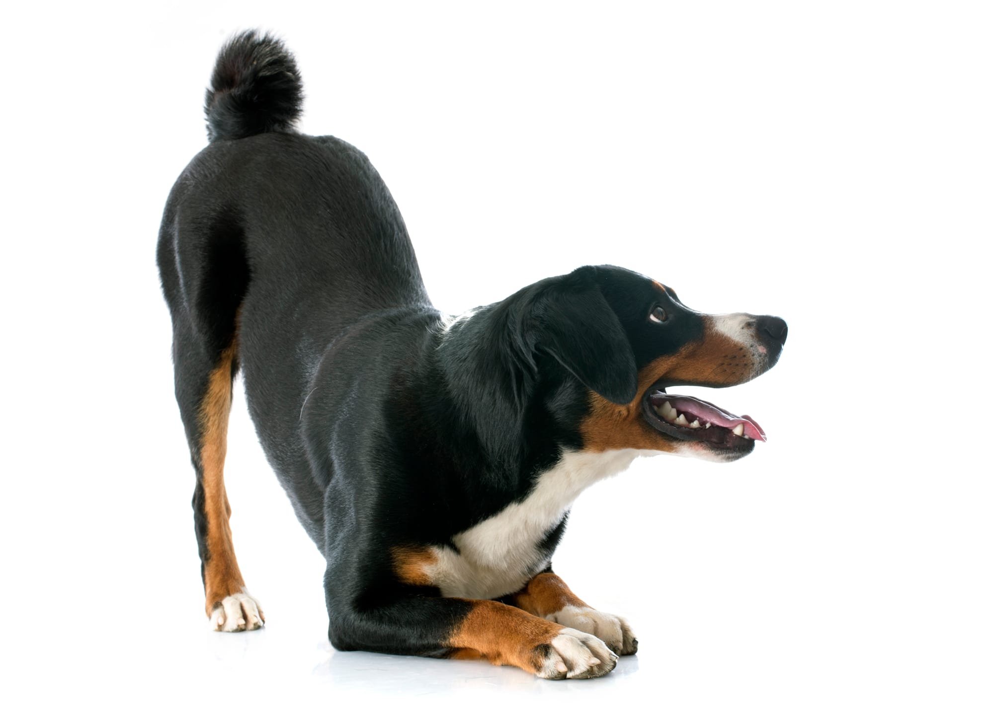 Why Dogs Get Their Tails Cut