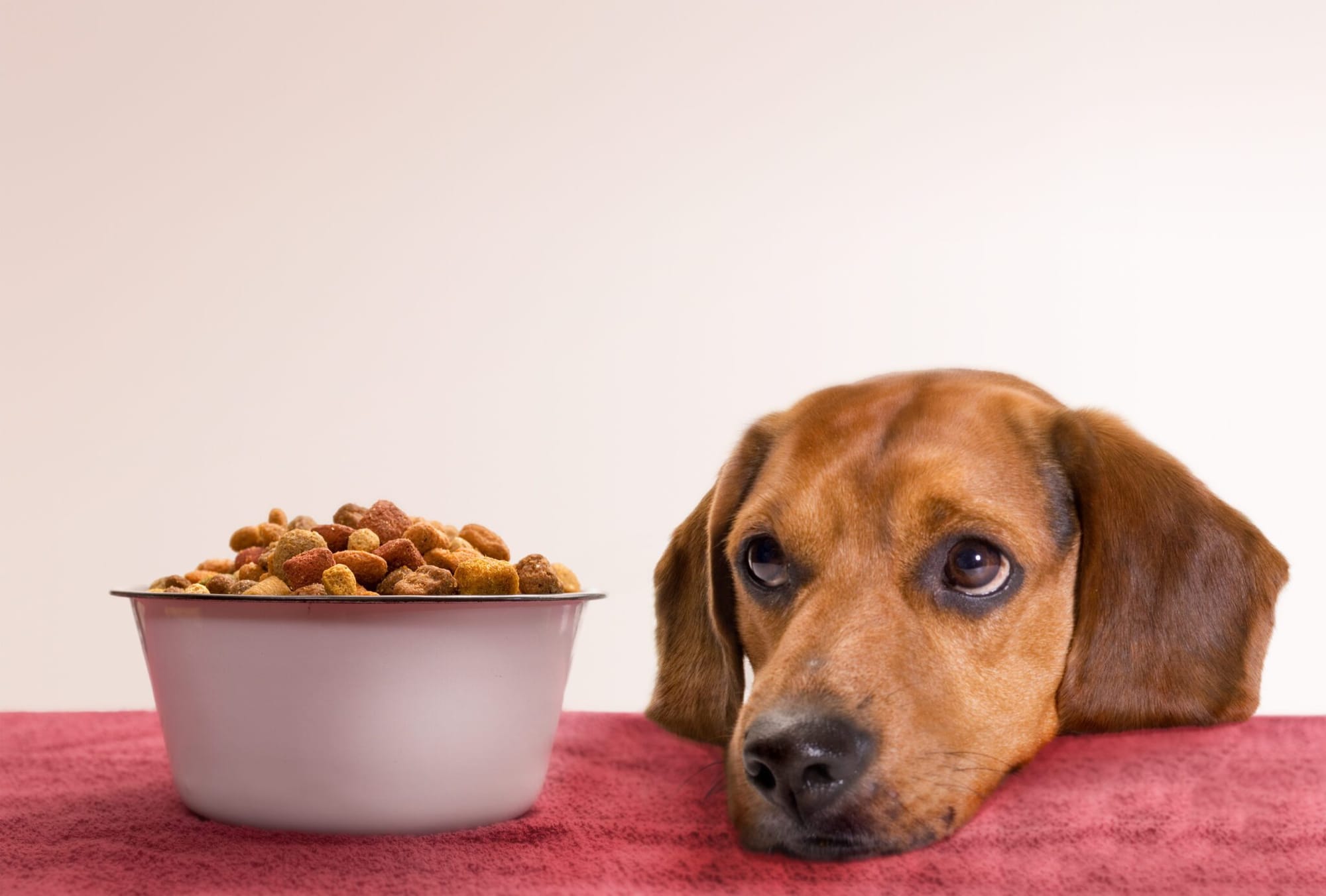 What Nuts are Toxic to Dogs