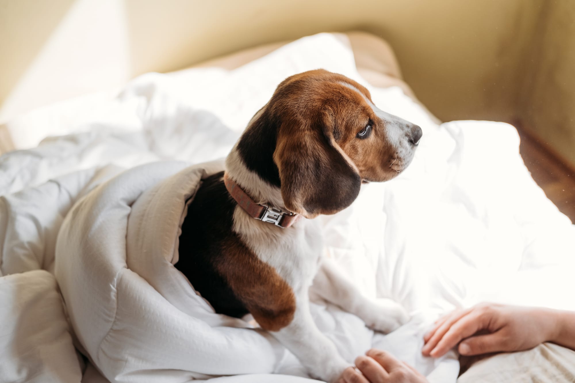 Monitoring Your Dog's Sleep with GPS Smart Collars