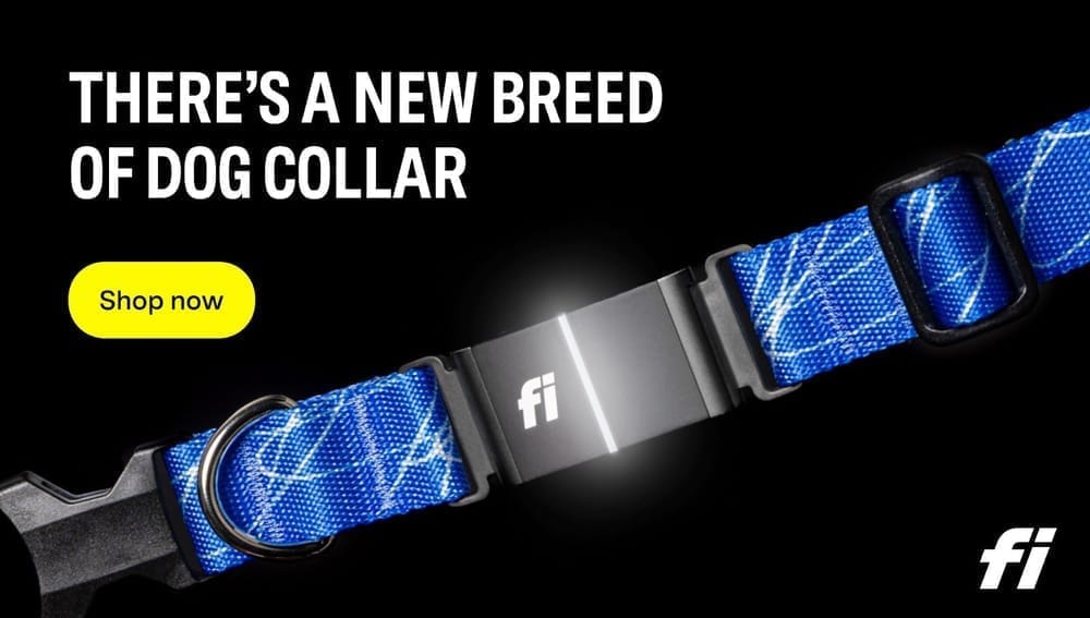 Fi Smart Collar for dog