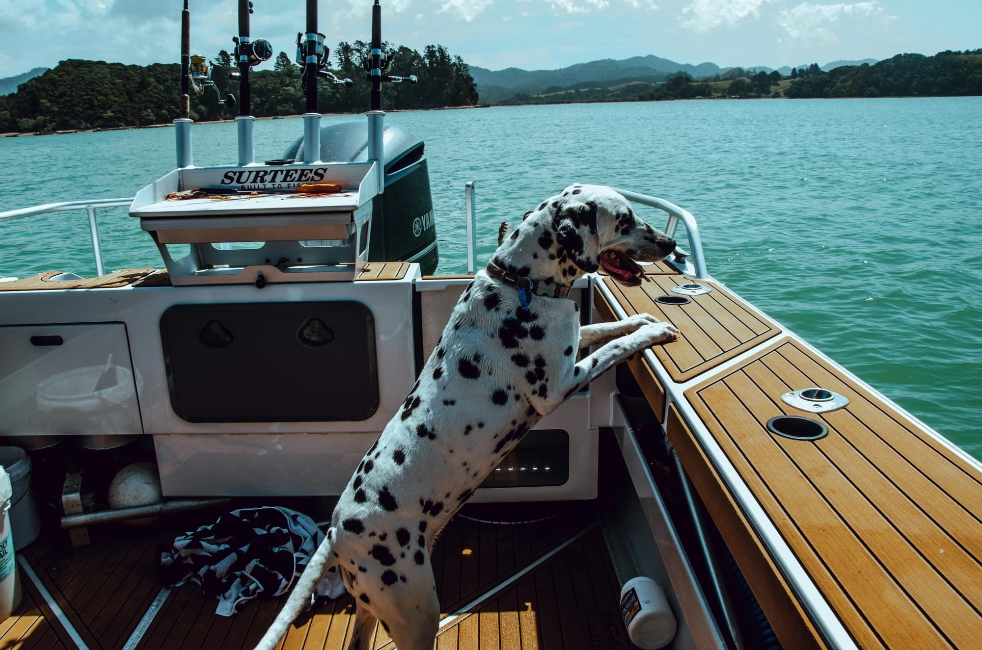 Train Your Dog to Be on a Boat