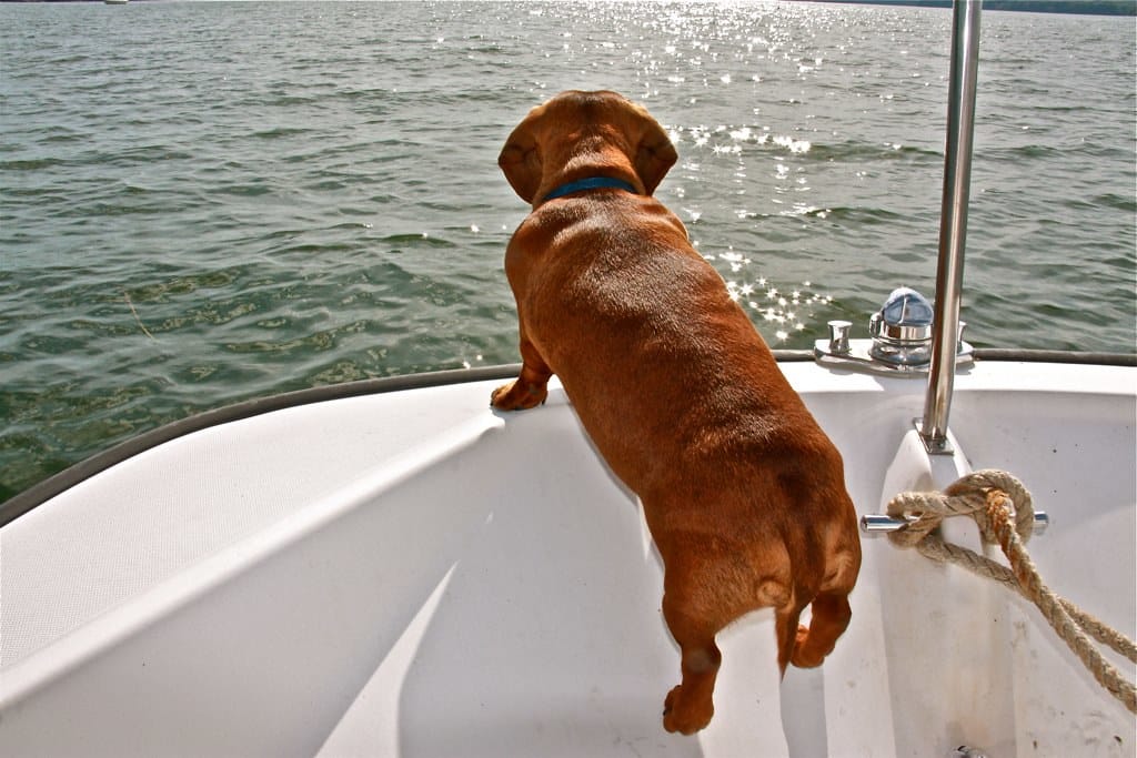 Train Your Dog to Be on a Boat