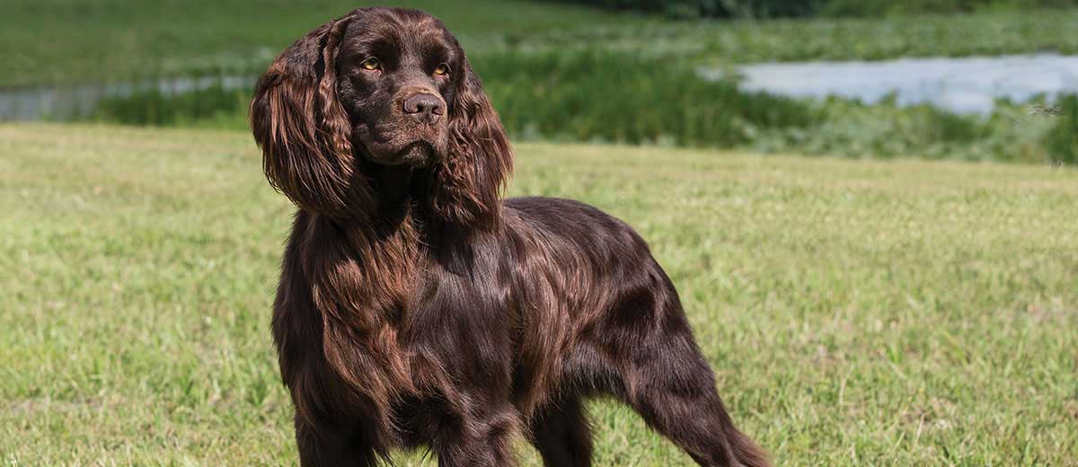 How to Train Boykin Spaniel