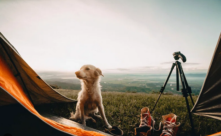 Camping with Dogs