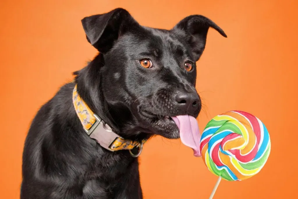 Candy for Dogs