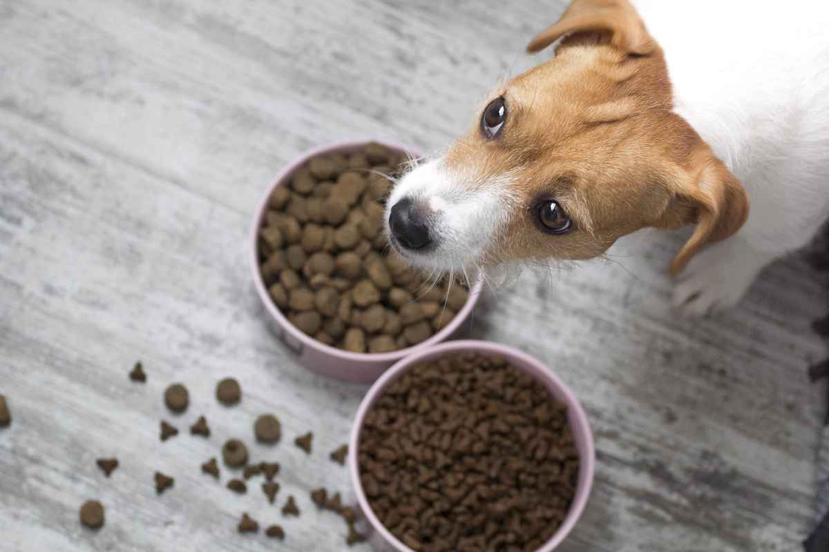 Does Dog Food Go Bad
