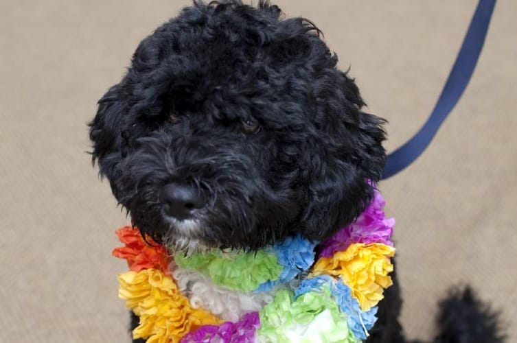 How Much Portuguese Water Dog Cost