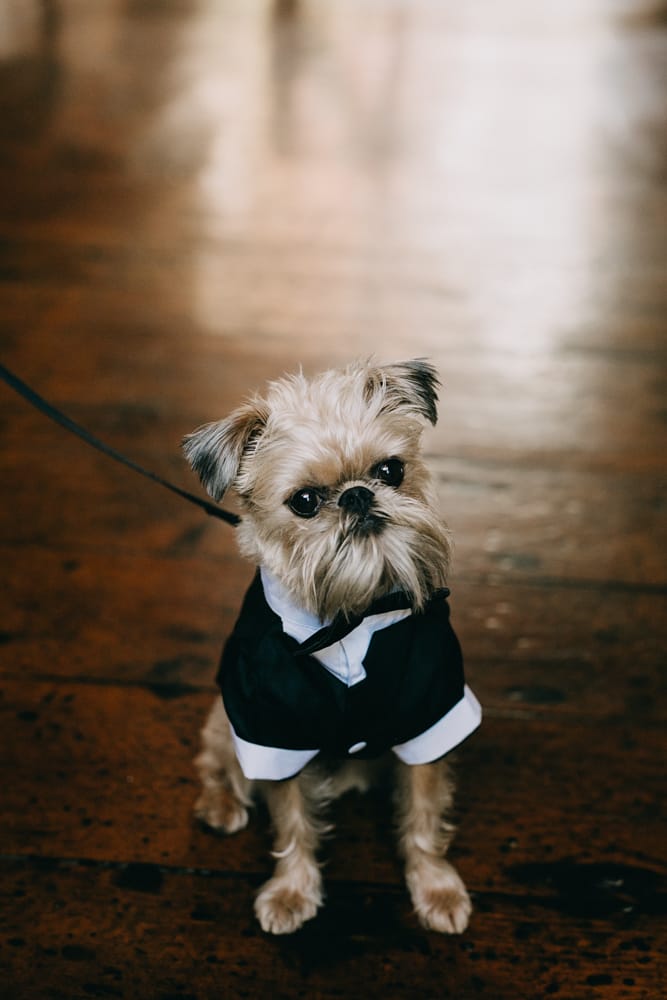 DOGFLUENCERS: Meet Sprout, Austin's Biggest Fashionista