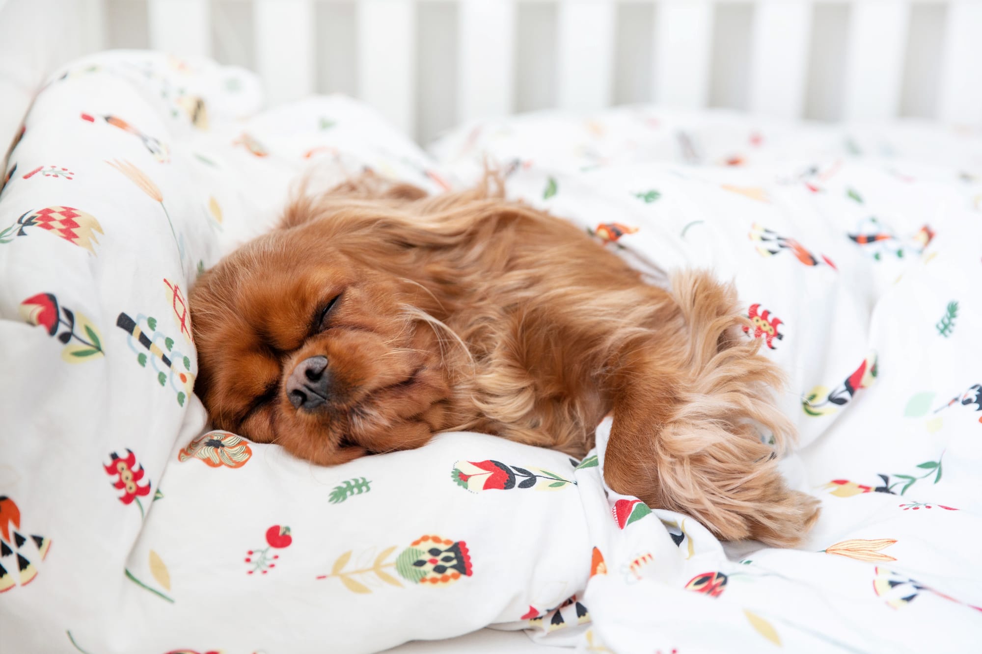 How to Improve Your Dog's Sleep