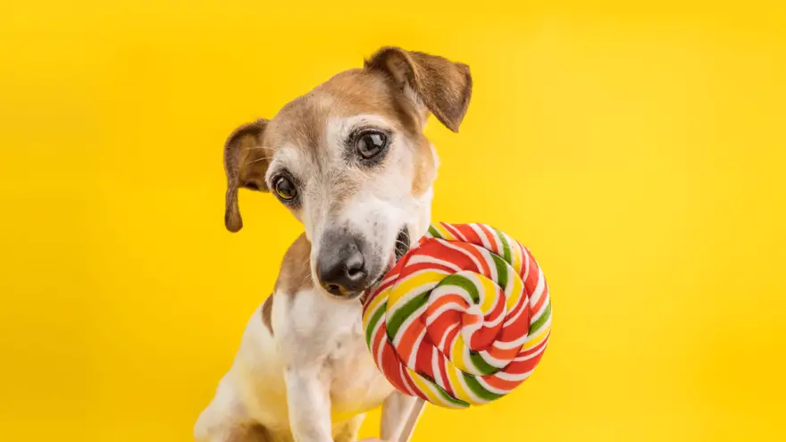 Dog eating Candy 