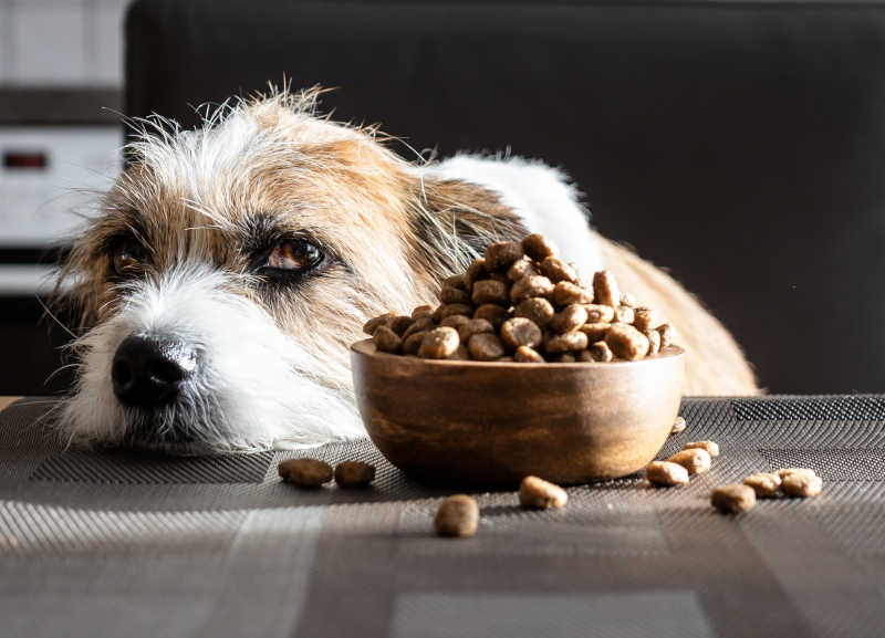 Does Dog Food Go Bad