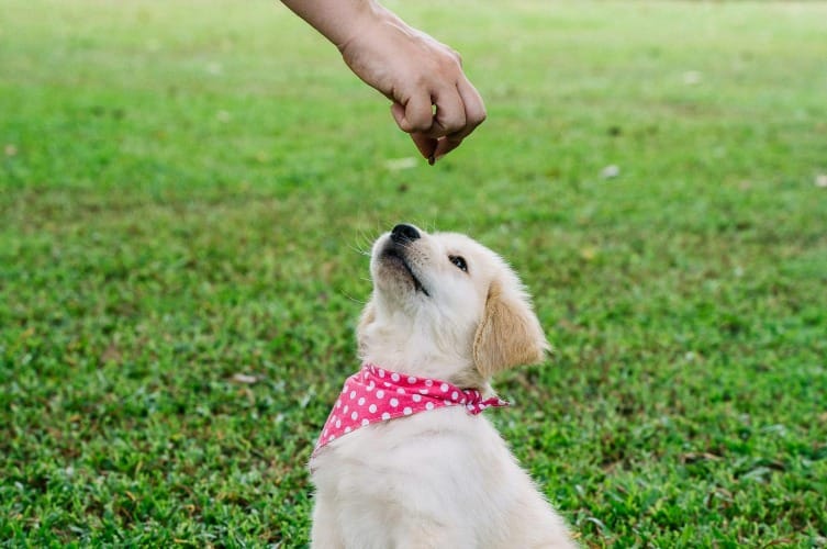 Best Times to Feed a Puppy