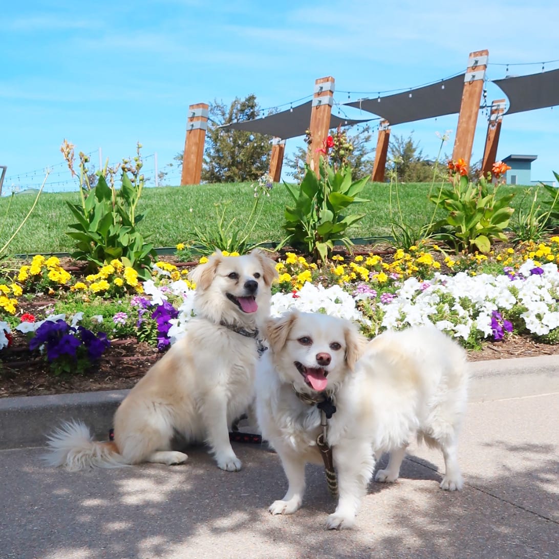 DOGFLUENCERS: Meet Laika & Fluffy, The Duo That Makes You Smile Everyday