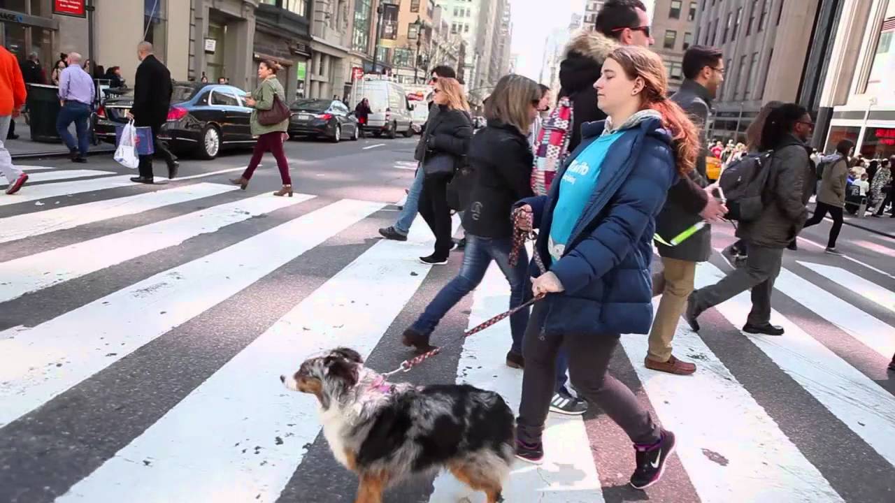 Dog Walking in Busy Cities