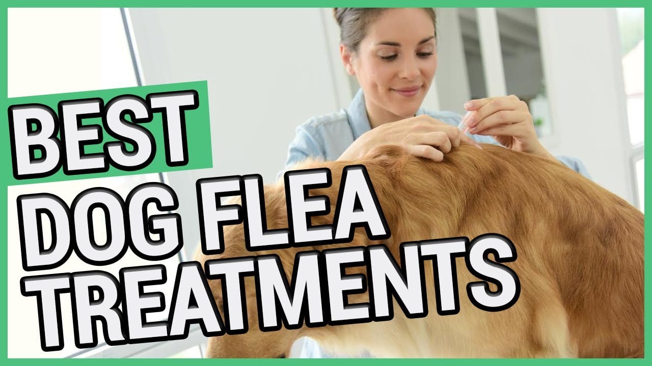 Flea Treatments at Home