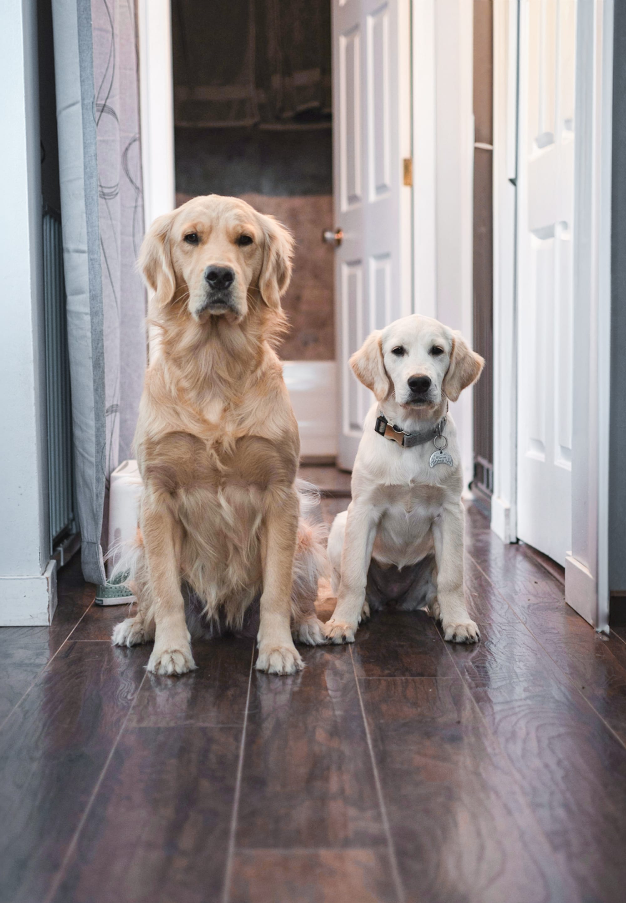 DOGFLUENCERS: Meet Navi & Maeve, PNW's Golden Duo