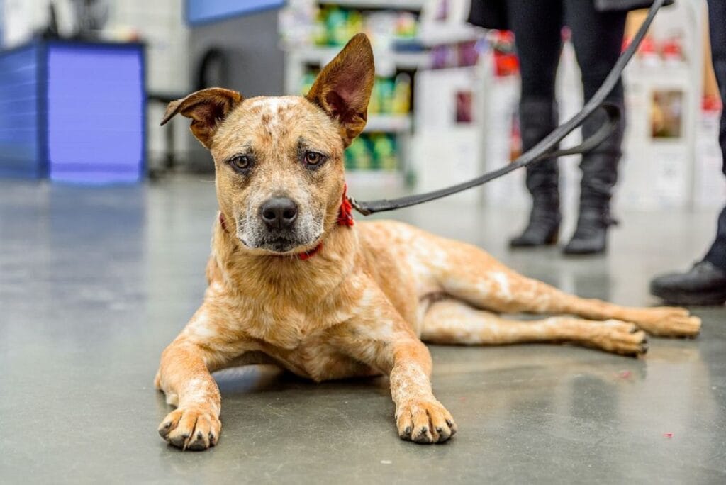 Dogs That Don't Shed