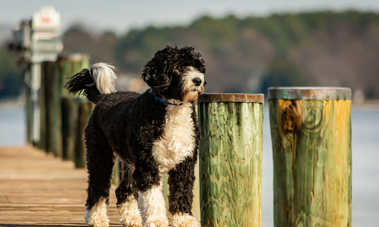 Are Portuguese Water Dogs Aggressive