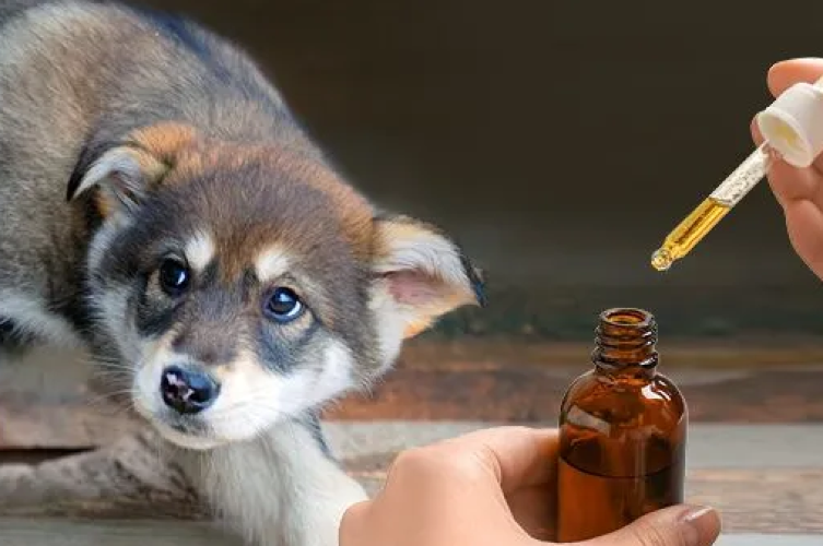 Is Avocado Oil Bad for Dogs