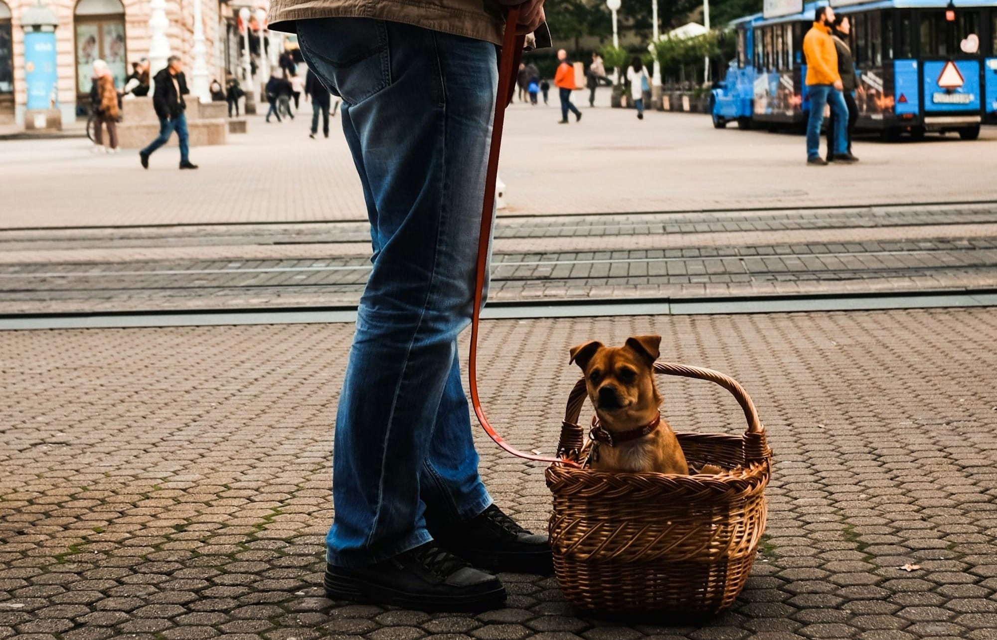 City Life with a Reactive Dog