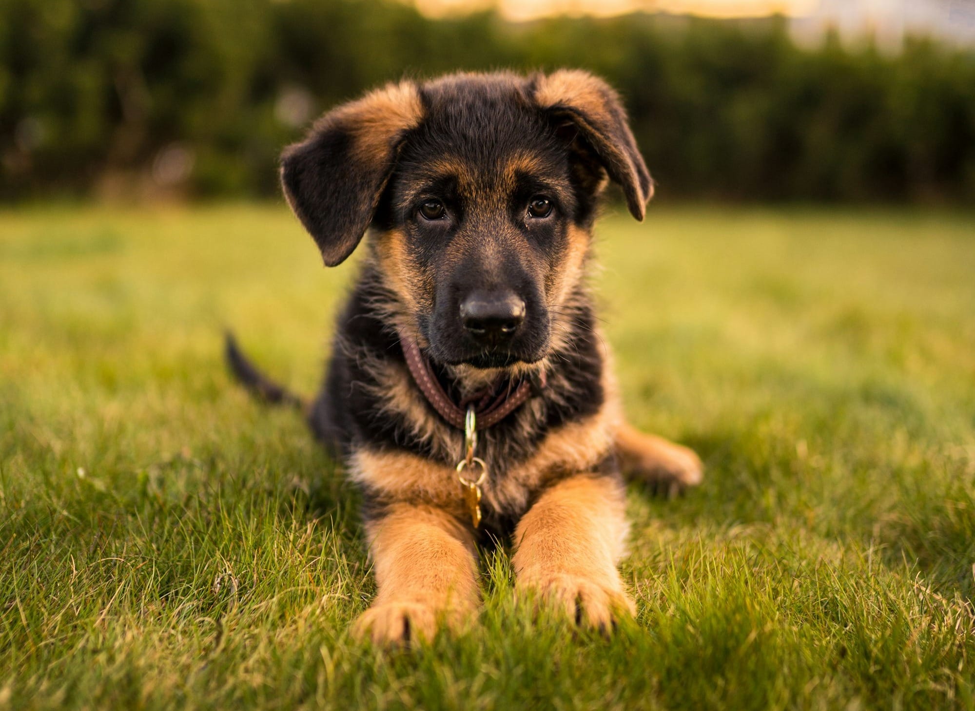 Best Collar for a German Shepherd Puppy