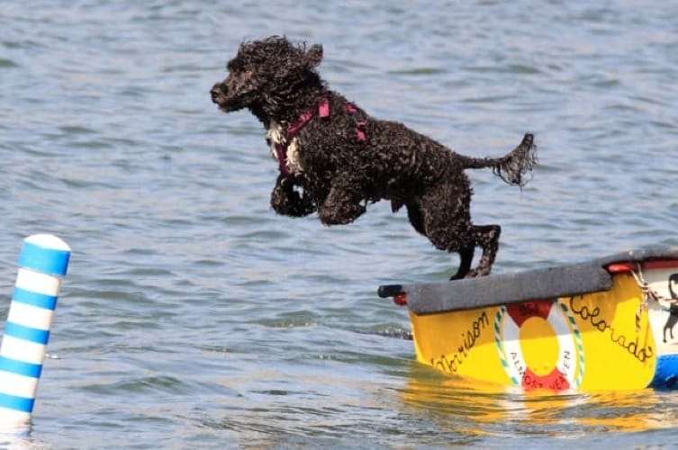 How Big Do Portuguese Water Dogs Get