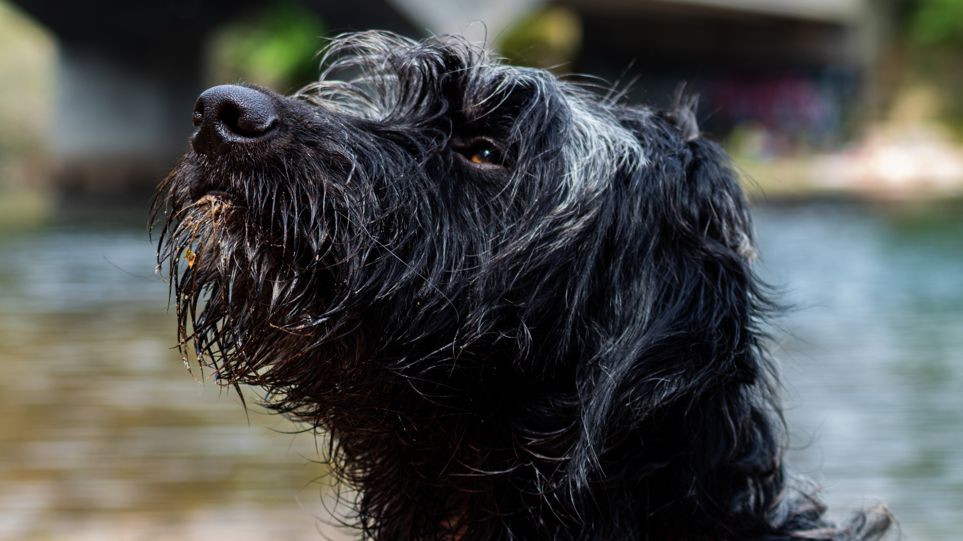 Are Portuguese Water Dogs Hypoallergenic?