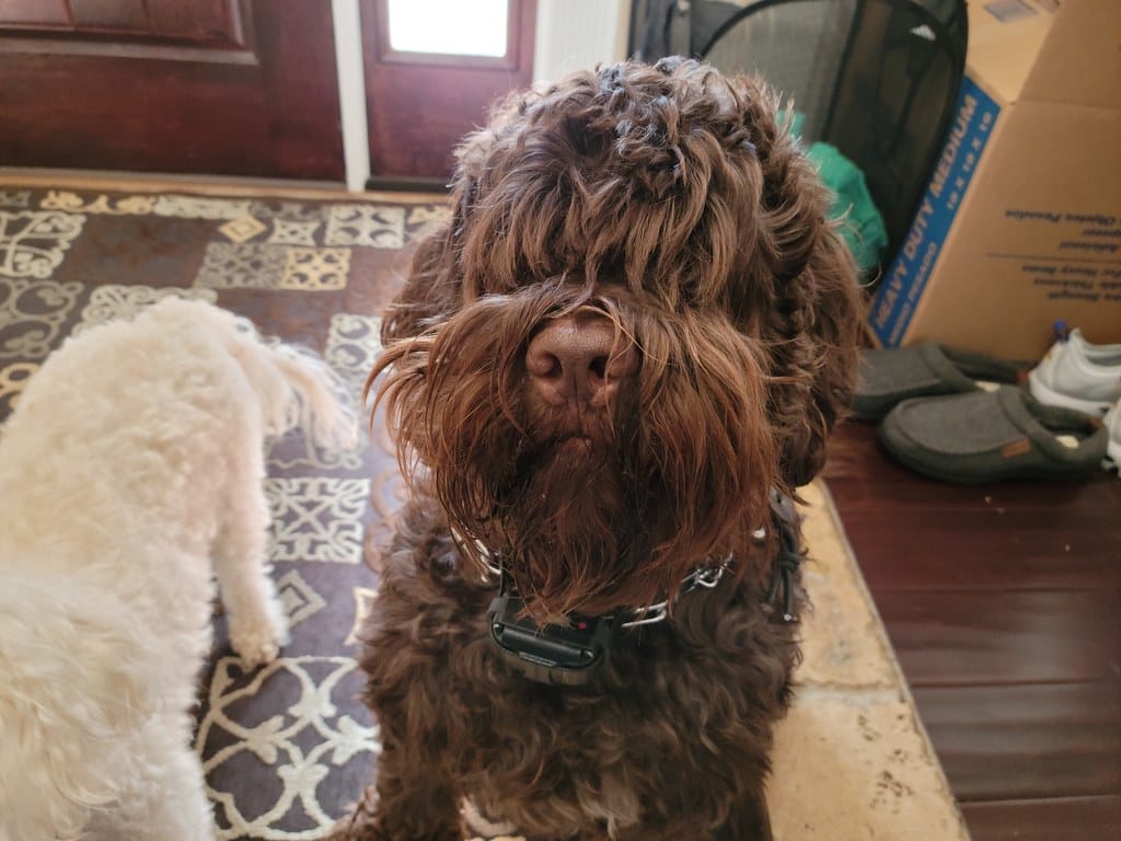 Are Portuguese Water Dogs Hypoallergenic?