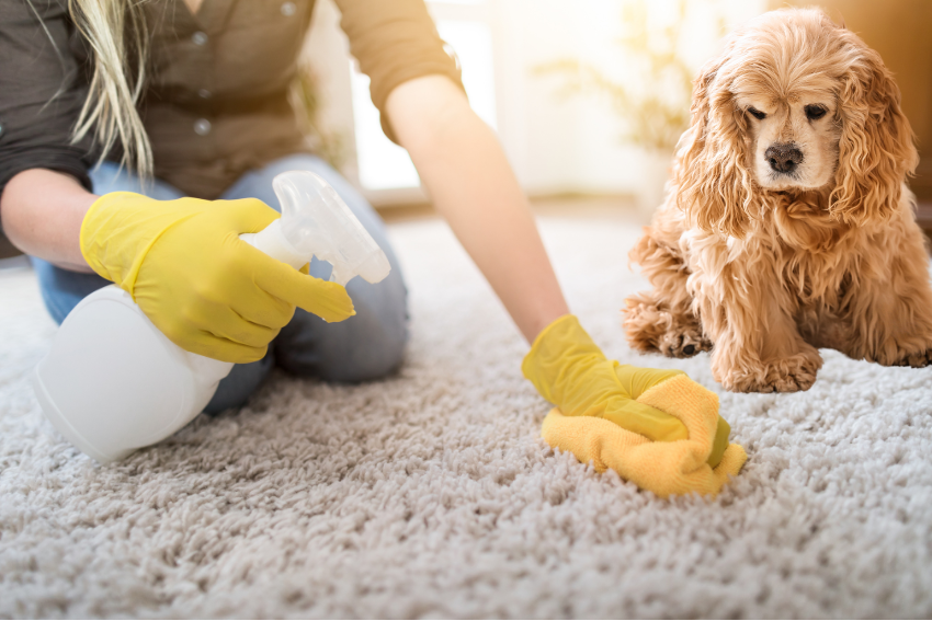 Getting Rid of Dog Pee Smell