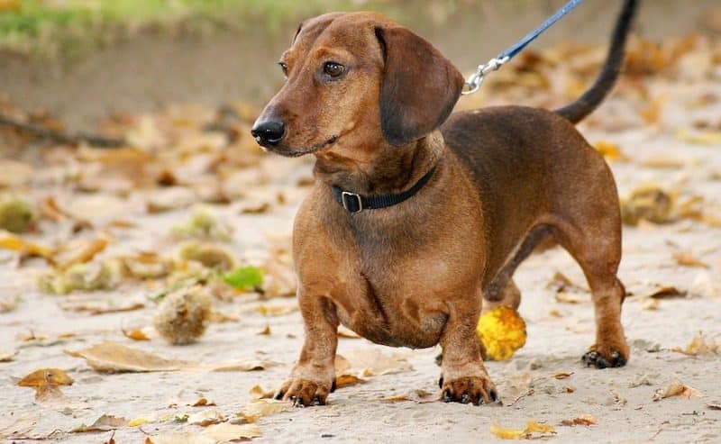What type of dachshund is the calmest