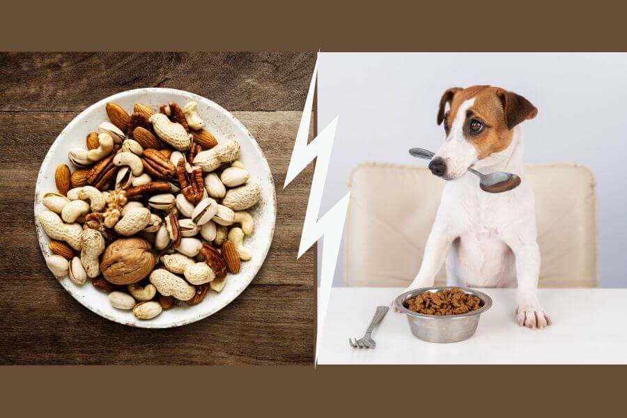 what nuts are toxic to dogs?