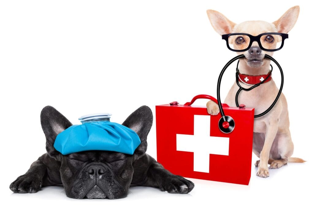 Emergency Preparedness for Dog Owners in Urban Areas