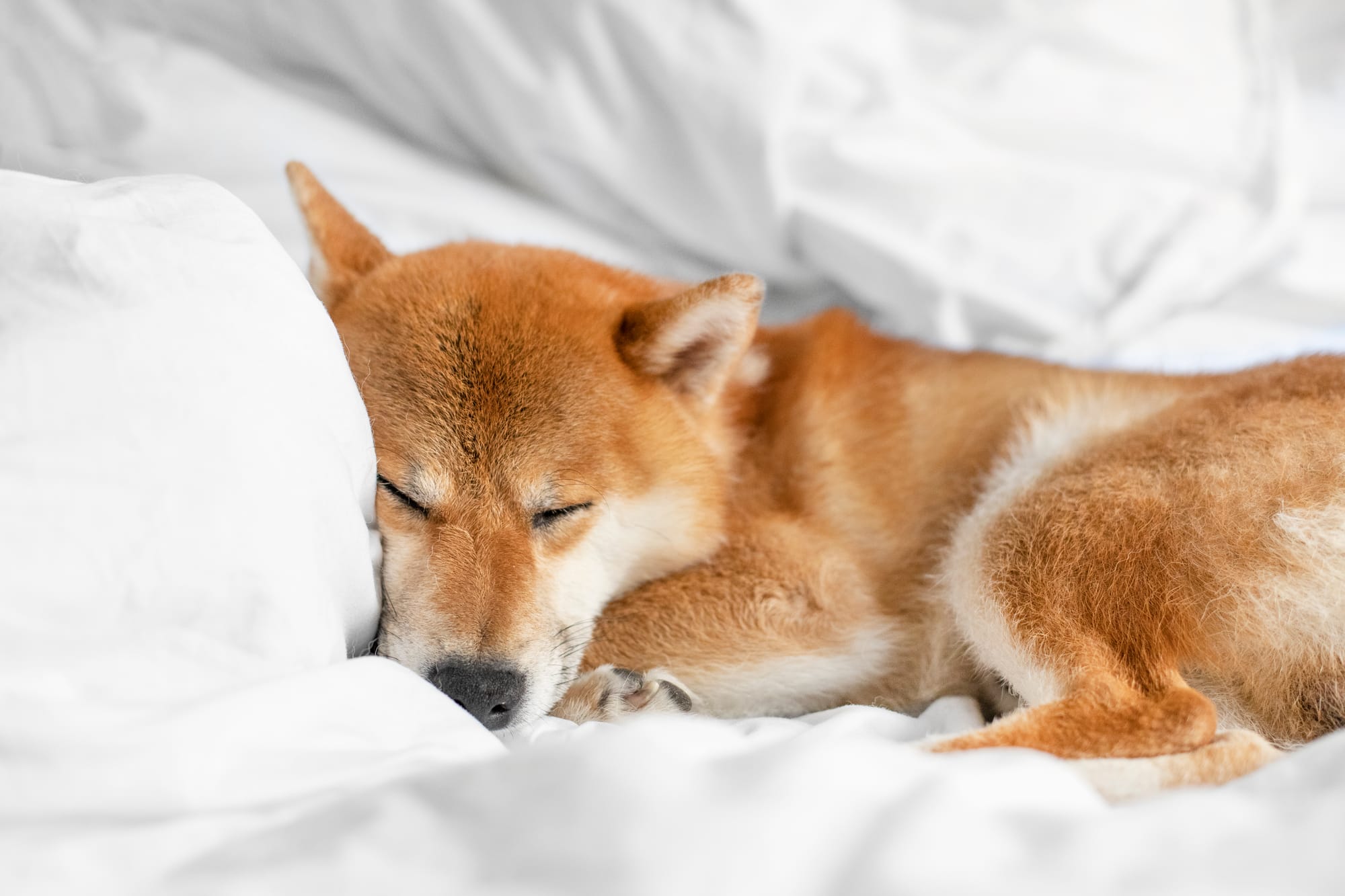 Understanding Your Dogs Sleep Cycle