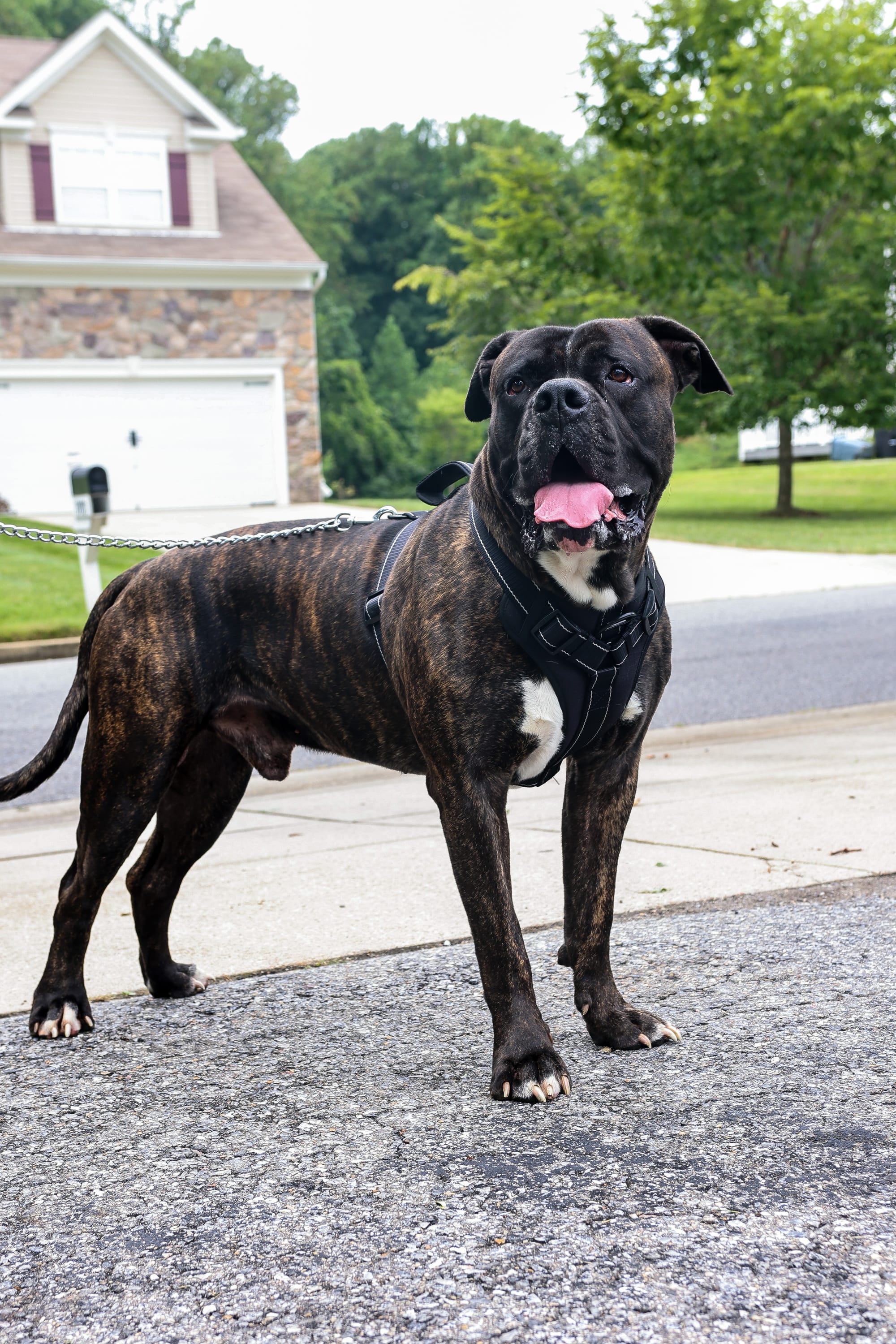 DOGFLUENCERS: Meet Drako, the Goofiest Mastiff Pup