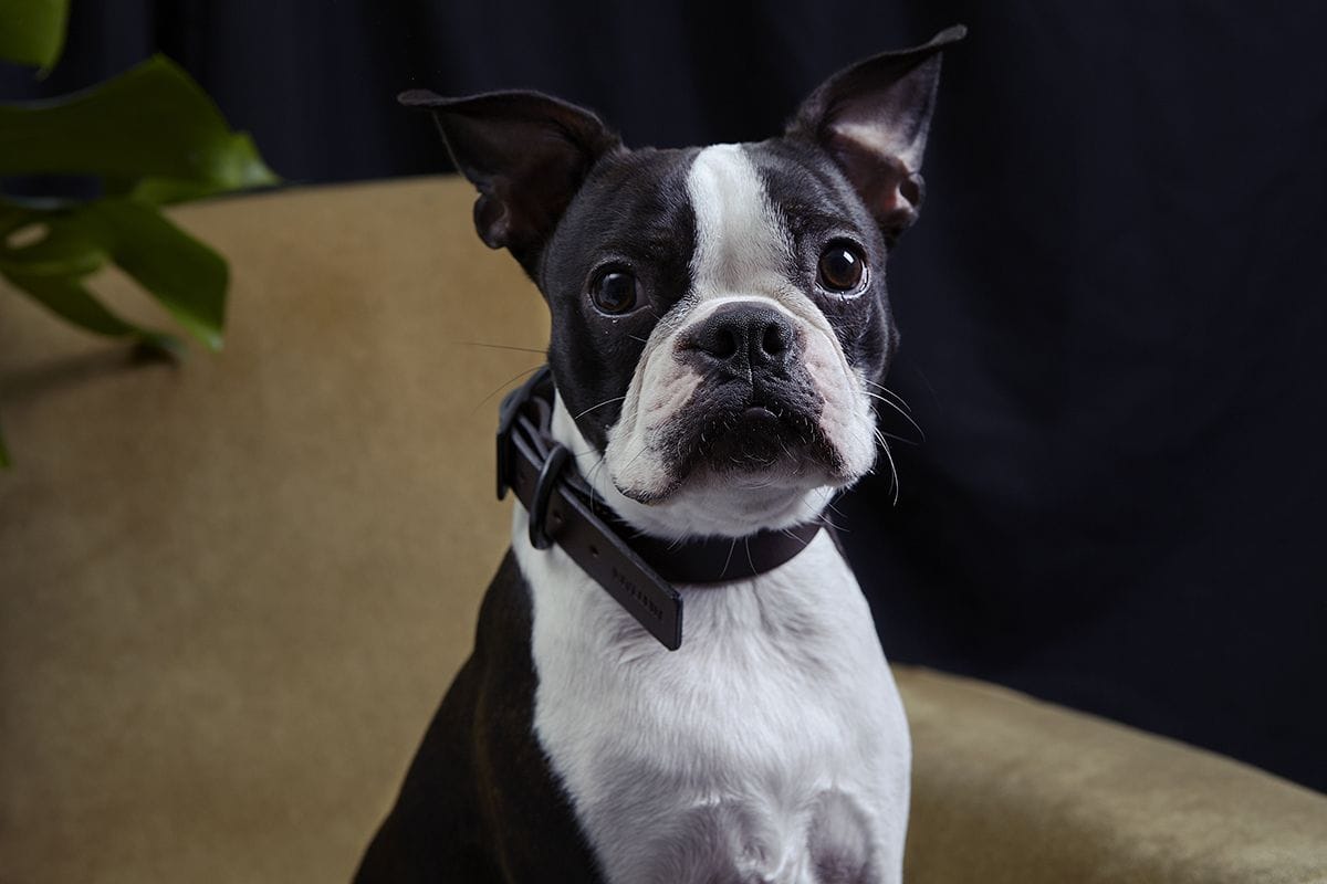 Best Collar for a Boston Terrier Puppy