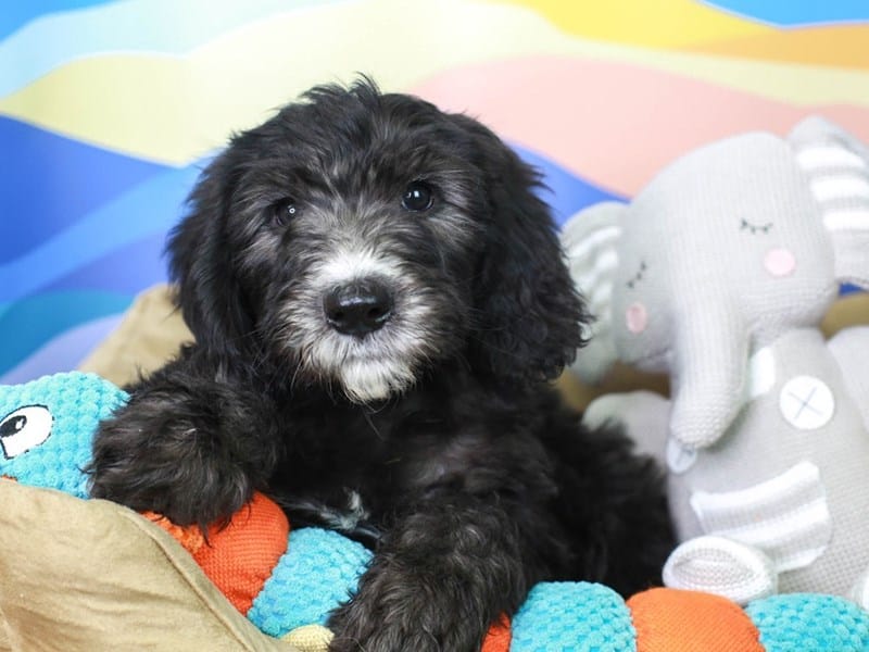 Best Collar for a Sheepadoodle Puppy