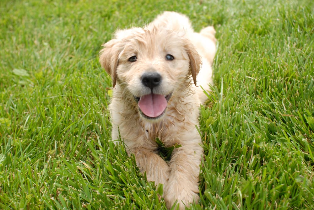 Best Collar for a Labradoodle Puppy