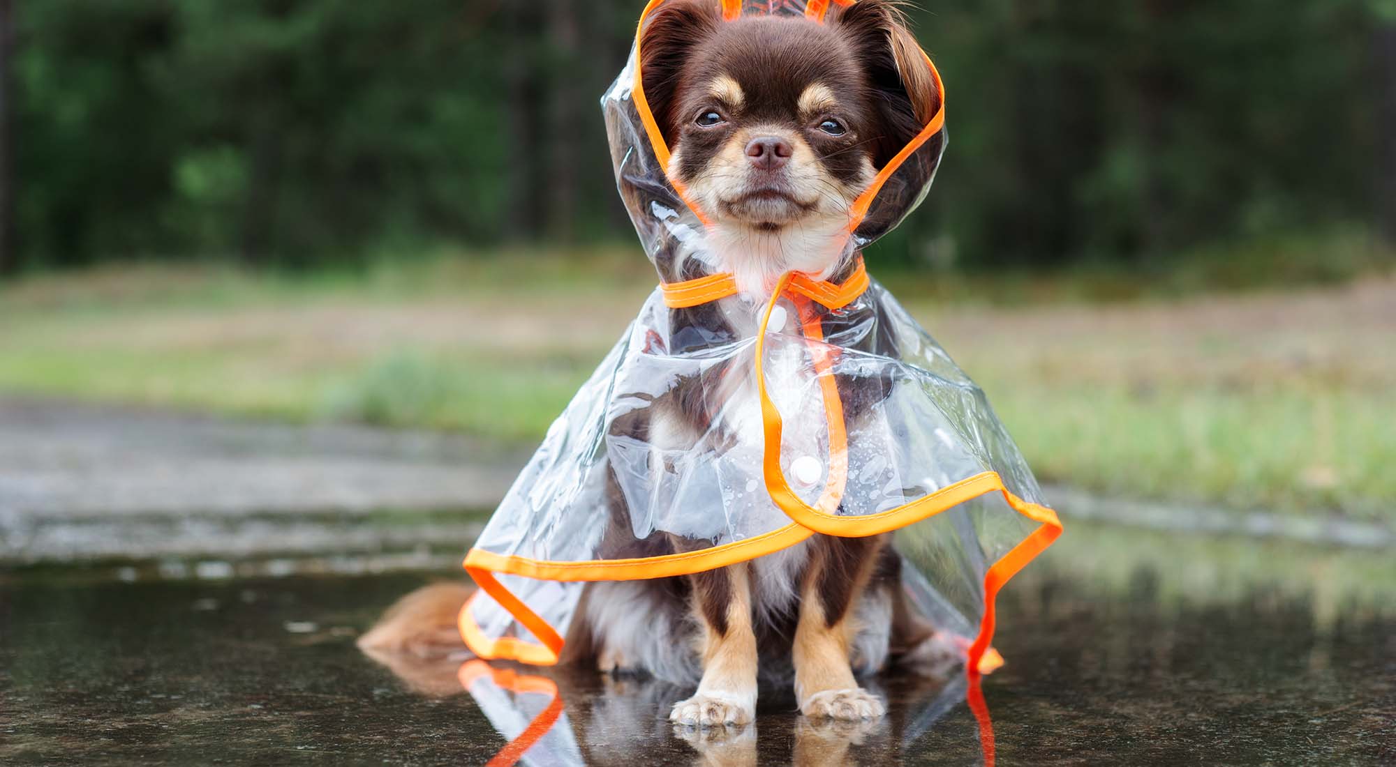 Best Dog Walking Gear for Rain and Shine