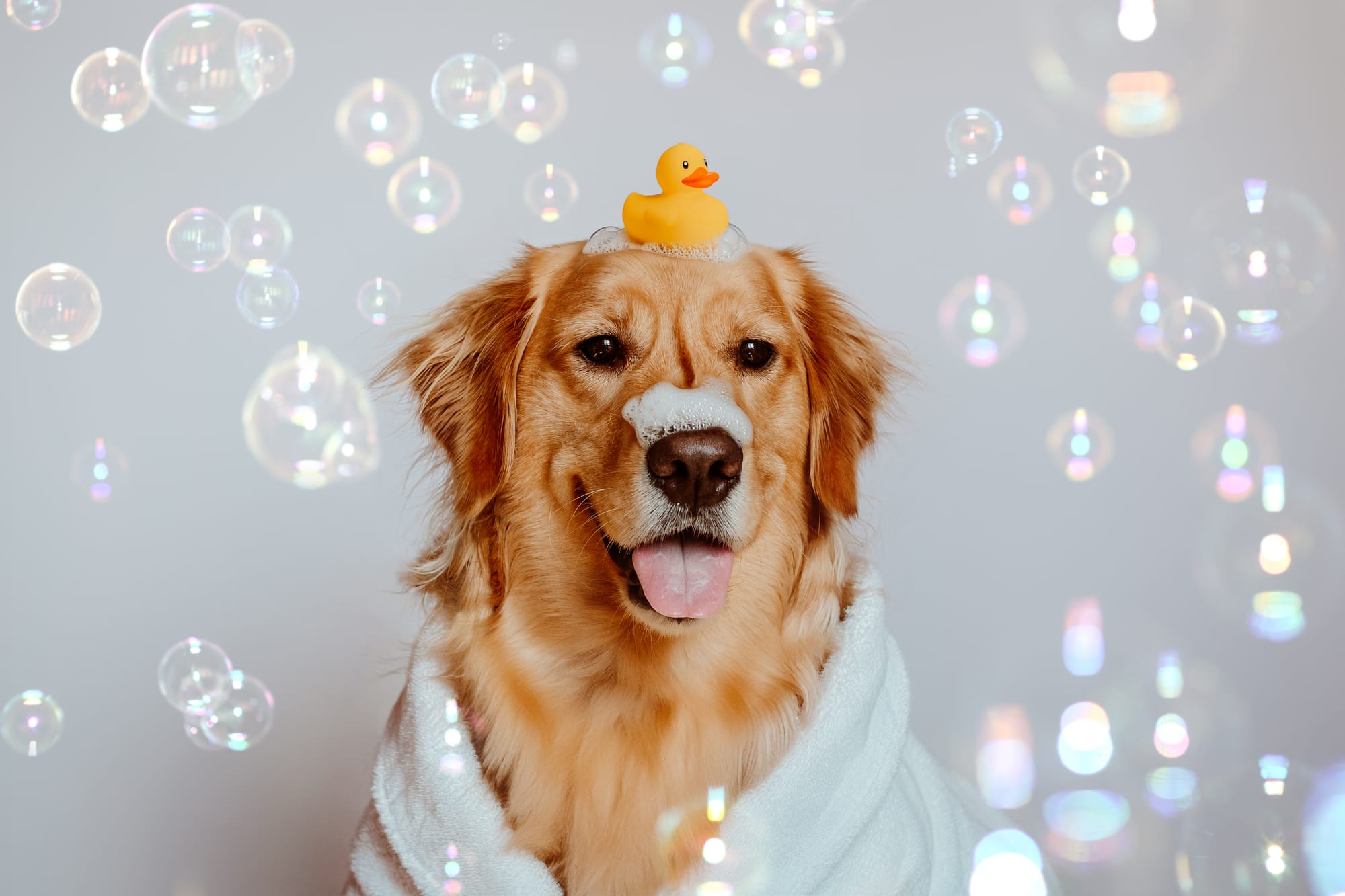 DOGFLUENCERS: Meet Luna Skye, the Classy and Sassy Golden Retriever