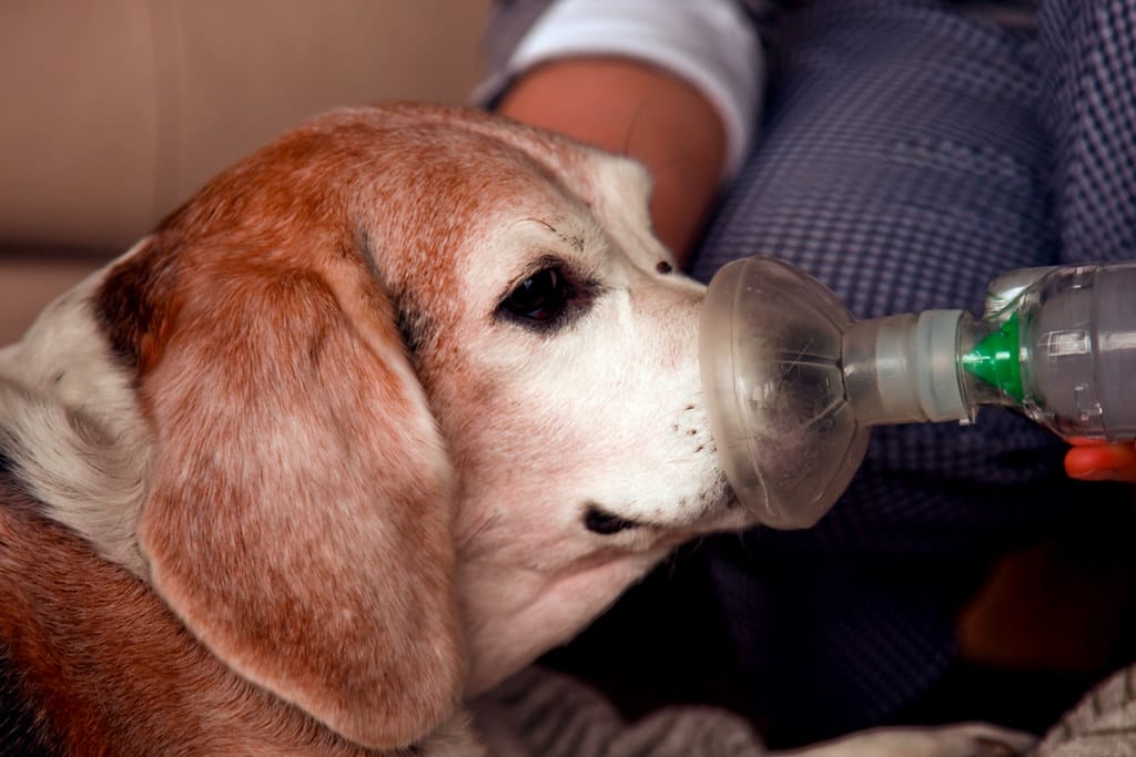 Care for Asthma Attacks in dogs