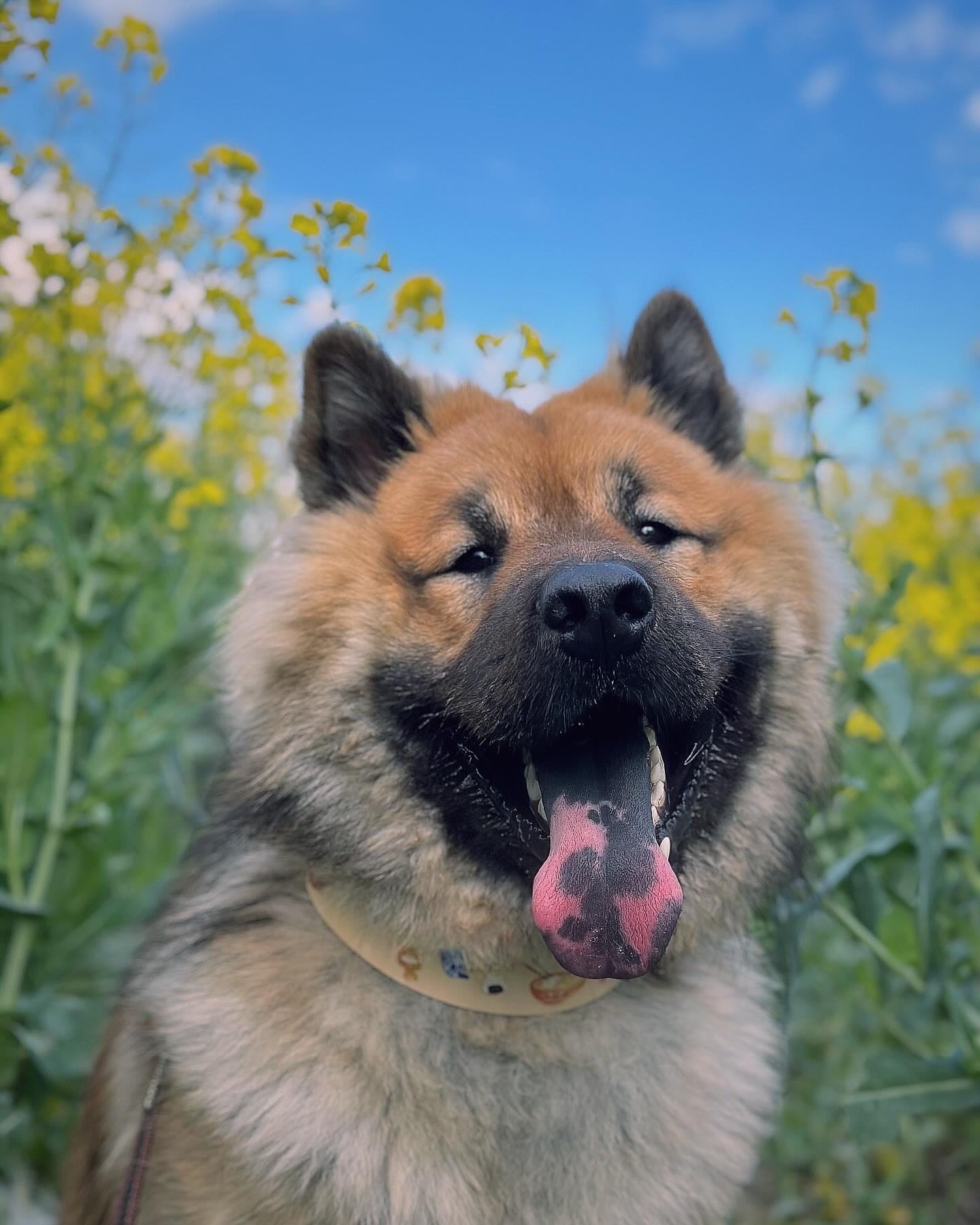 DOGFLUENCERS: Meet Usagi, France's Cutest Pup