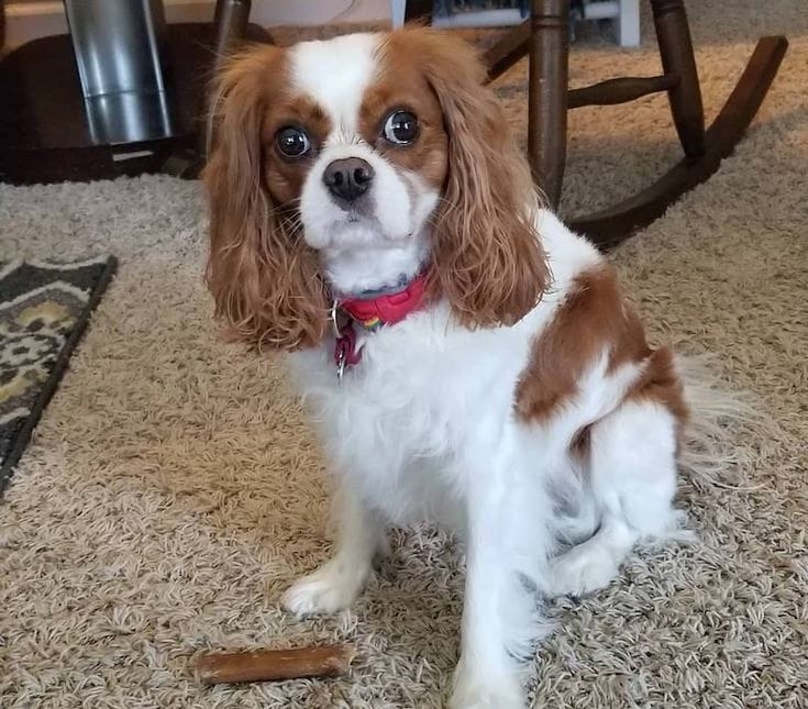 Best Collar for a Cavalier King Charles Spaniel Puppy!