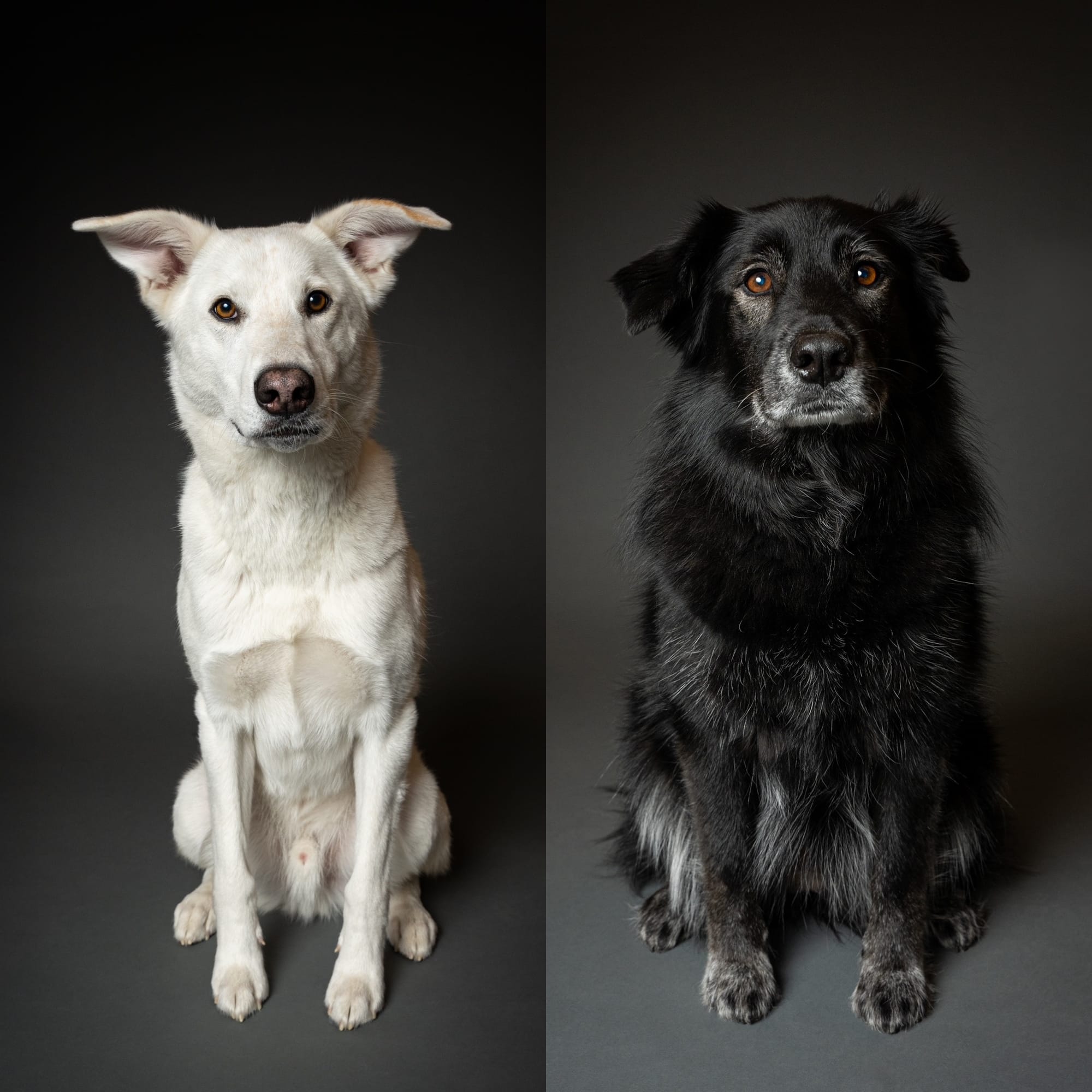 DOGFLUENCERS: Meet Nadie & Rundle, Works of Art