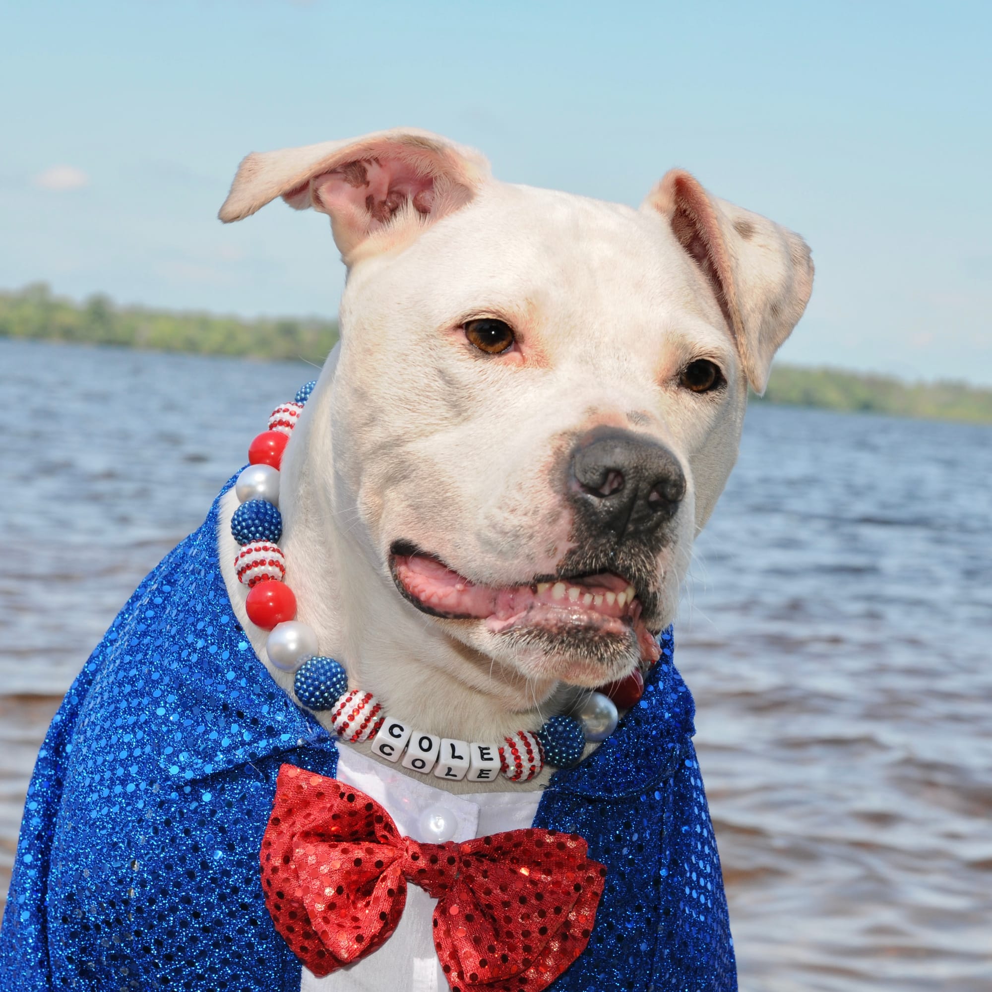 DOGFLUENCERS: Meet Cole the Deaf Dog, One of Instagram's Most Inspiring Pups