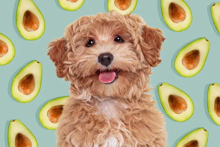 Are Avocados Good for Dogs