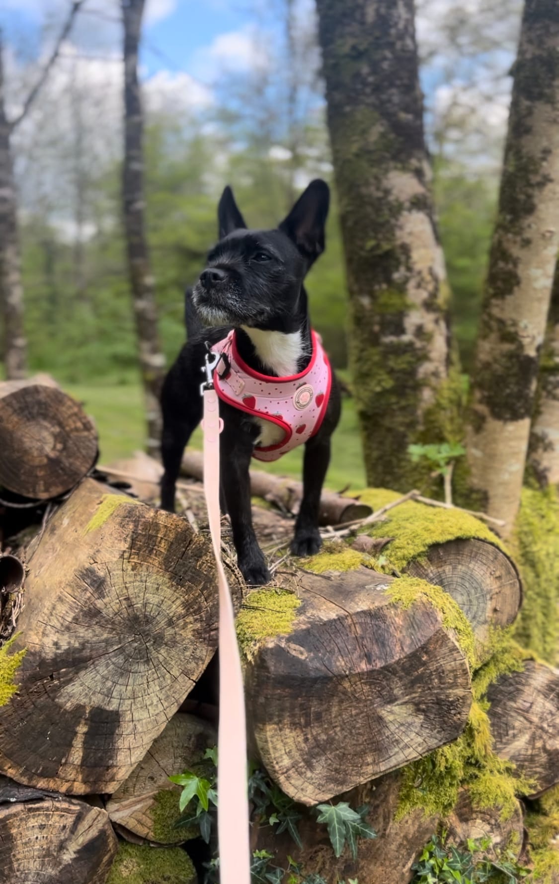 DOGFLUENCERS: Meet Indi, The Pretty in Pink Pup