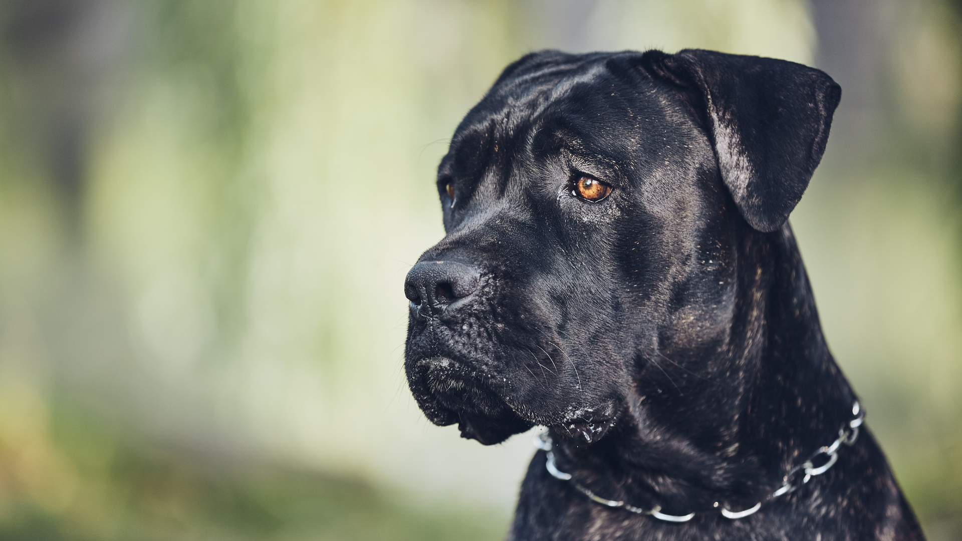 Best Big Black Dog Breeds