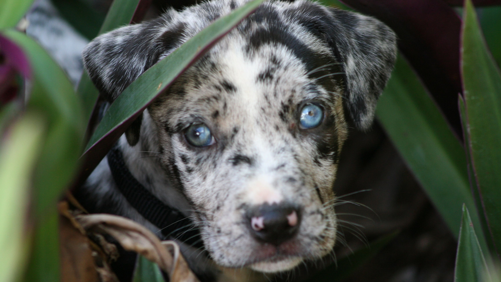 Best Blue Eyes Dog Breeds