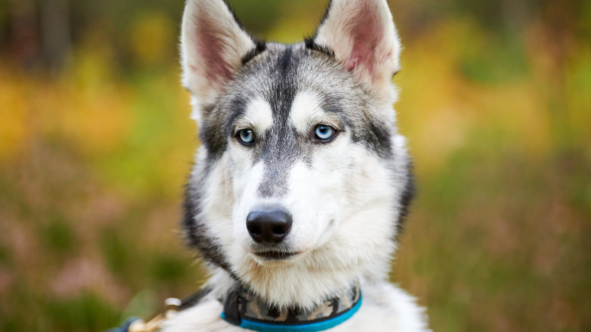 Best Blue Eyed Dog Breeds