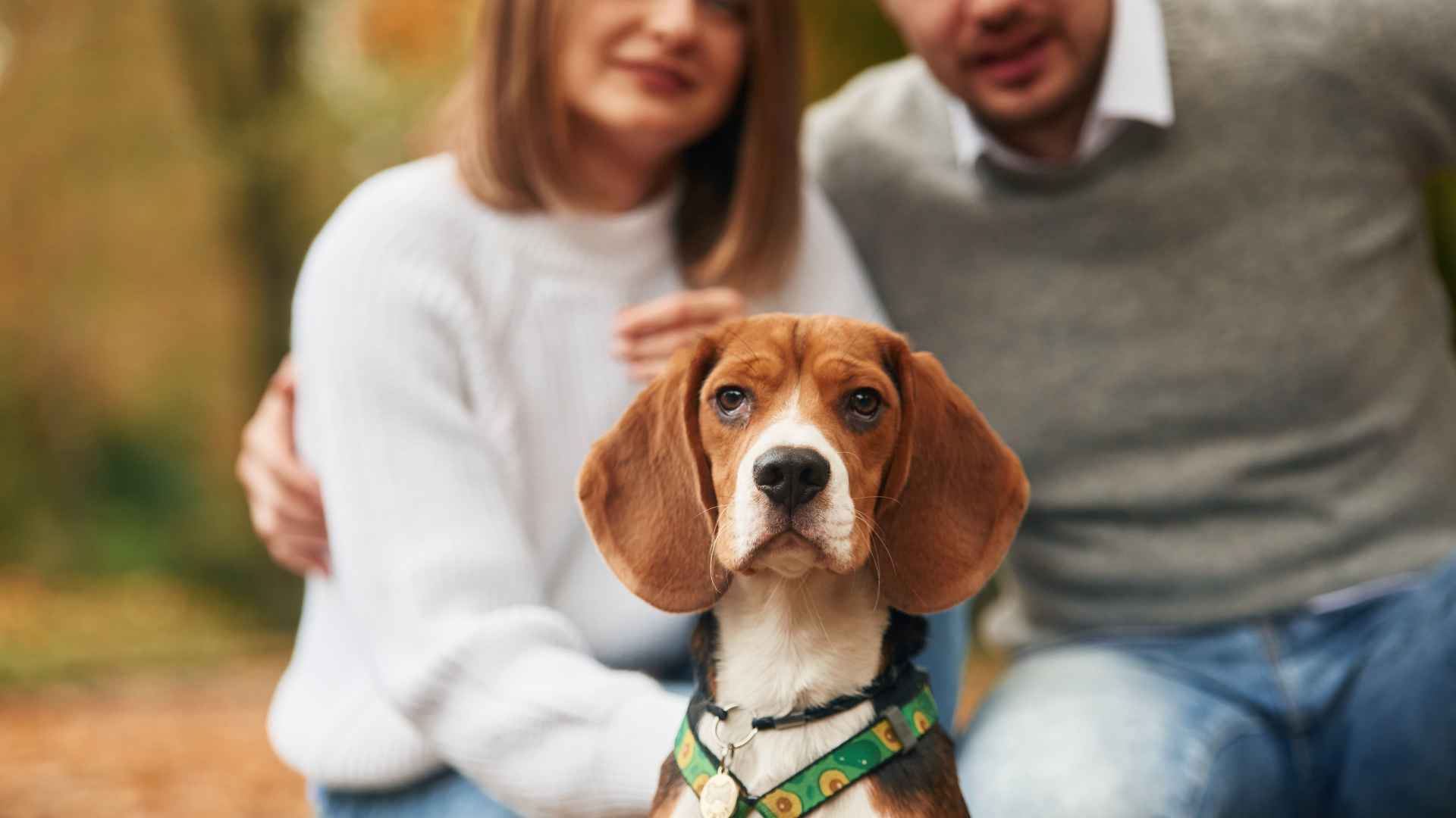 Best Collar for a Beagle Puppy